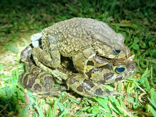 Western Leopard Toad, Overberg District Municipality, South Africa, photo 9 of 10