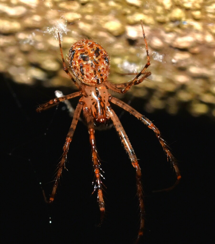 Australasian Pirate Spiders from Sapphire Beach NSW 2450, Australia on ...