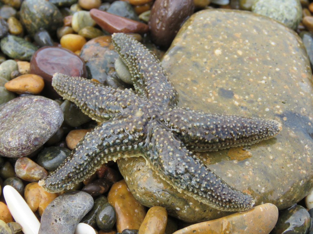 Cinderella Sea Star