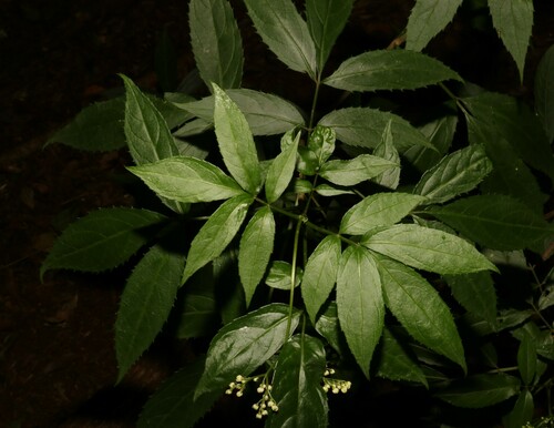 Image of Sambucus australasica by (c) Greg Tasney, some rights reserved (CC BY-SA)