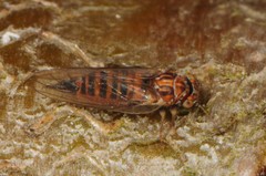 Cacopsylla