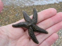 Anasterias antarctica