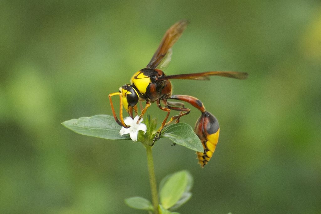 Vespoid Wasps