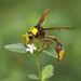 Vespoid Wasps - Photo (c) Sterling Sheehy, some rights reserved (CC BY), uploaded by Sterling Sheehy