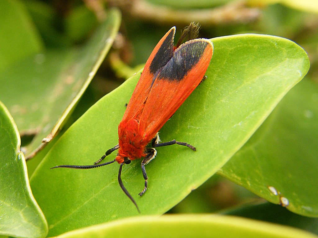 Phauda