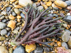 Codium fragile