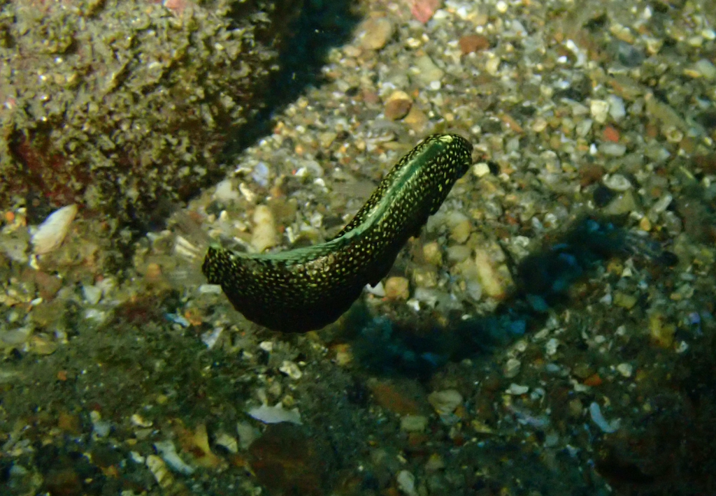 Black Leopard-wrasse