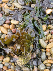Undaria pinnatifida