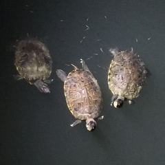 Trachemys venusta iversoni