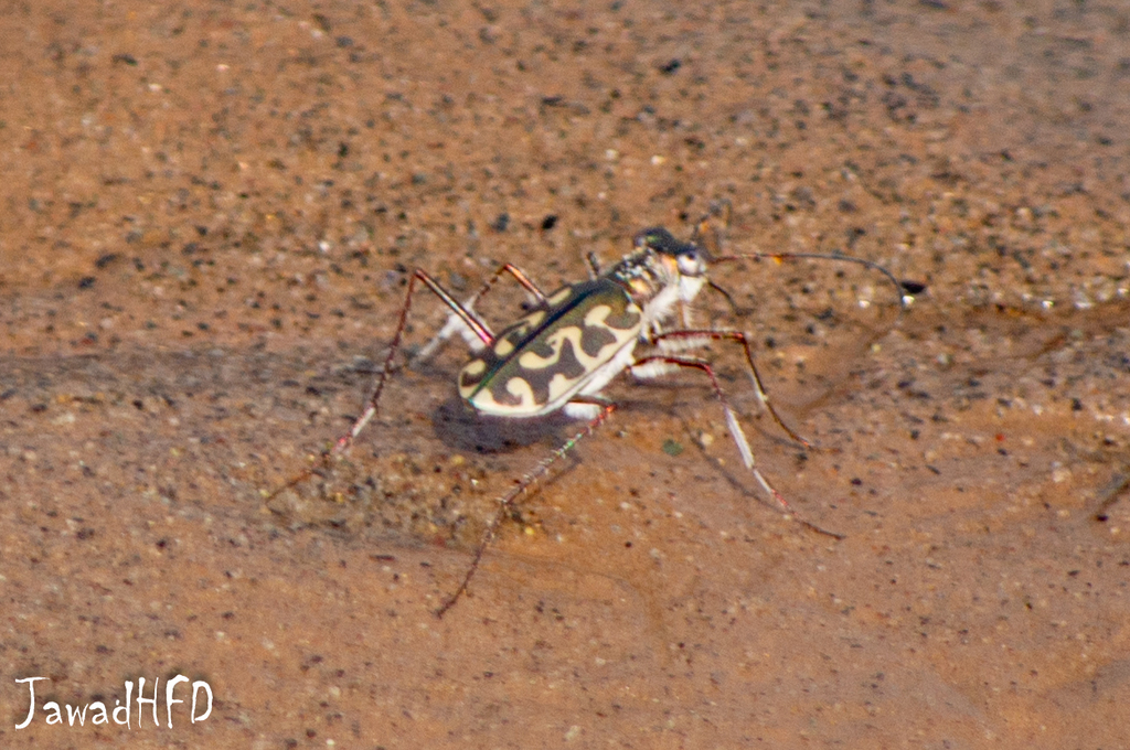 Calomera plumigera