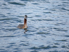 Podiceps major