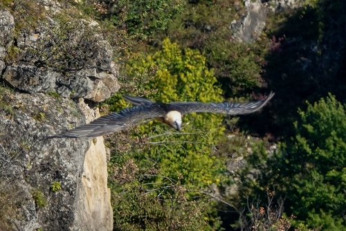 Quebrantahuesos (Gypaetus barbatus)