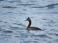 Podiceps major