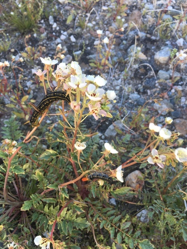 iNaturalist observation photo of White-lined Sphinx