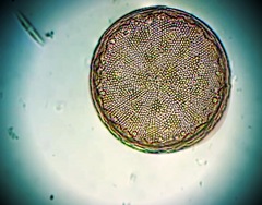 Actinocyclus