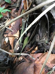 Stenocercus fimbriatus