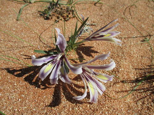Image of Babiana hypogaea by no rights reserved