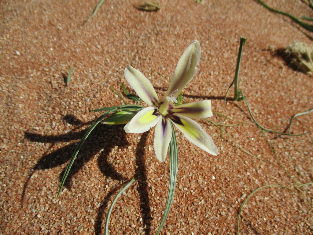 Babiana hypogaea, Karas Region, Namibia
