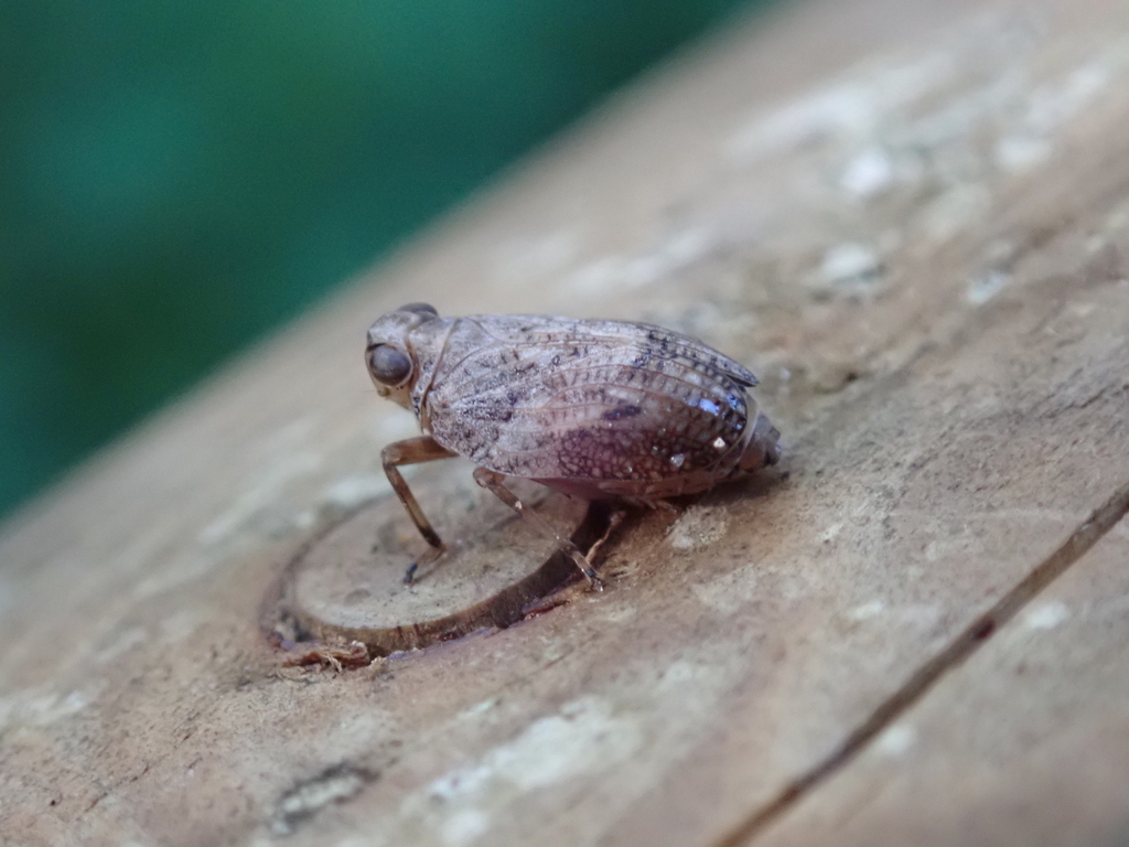 Klopp Insect Issus coleoptratus from Norderstedt, Deutschland on September 21, 2023 ...