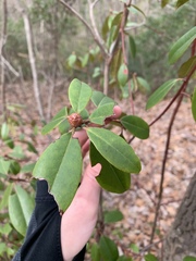 Rhododendron