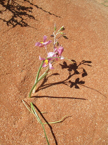 Cyanella ramosissima (Cyanella ramosissima)