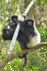 Milne-Edwards's Sifaka photo 4