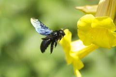 Xylocopa nasalis