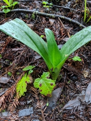 Piperia