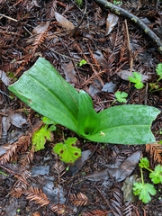 Piperia