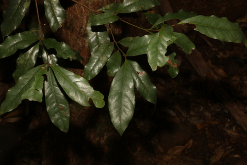 Image of Beilschmiedia elliptica by (c) Greg Tasney, some rights reserved (CC BY-SA)