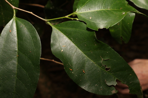 Image of Celtis paniculata by (c) Greg Tasney, some rights reserved (CC BY-SA)