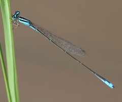 Aciagrion borneense