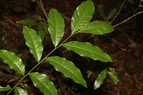 Harpullia pendula