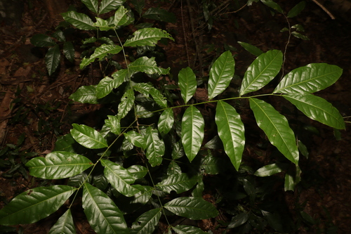 Harpullia pendula