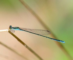 Aciagrion occidentale