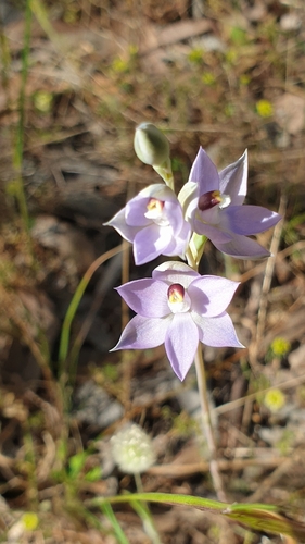 Image of Thelymitra alcockiae by (c) Rosalie Lawrence, some rights reserved (CC BY)