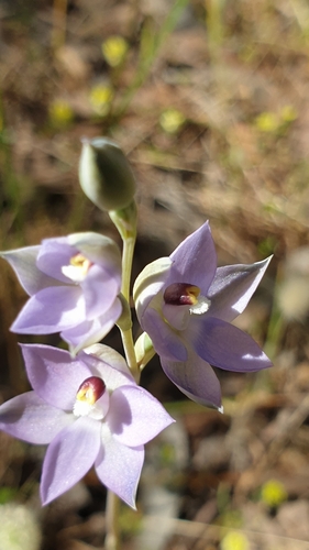 Image of Thelymitra alcockiae by (c) Rosalie Lawrence, some rights reserved (CC BY)