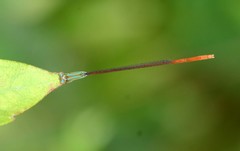 Aciagrion pallidum