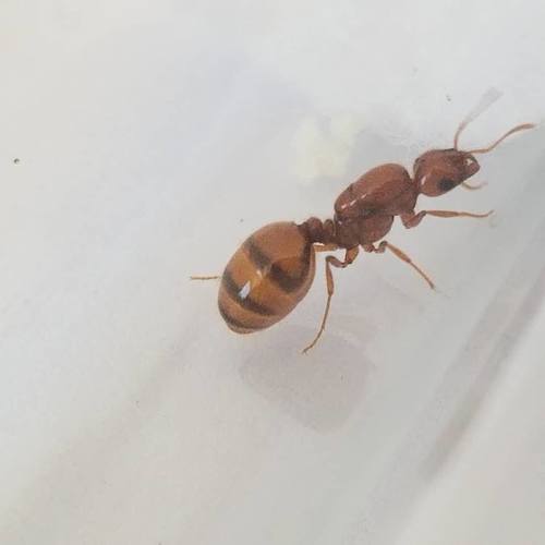 Golden Fire Ant photo 3
