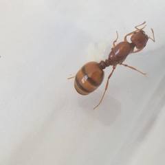 Solenopsis aurea
