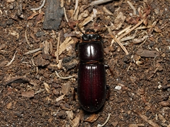 Aulacocyclus edentulus