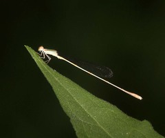 Aciagrion pallidum