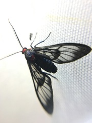Saurita