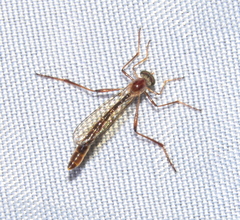 Leptogastrinae