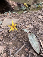 Erythronium umbilicatum