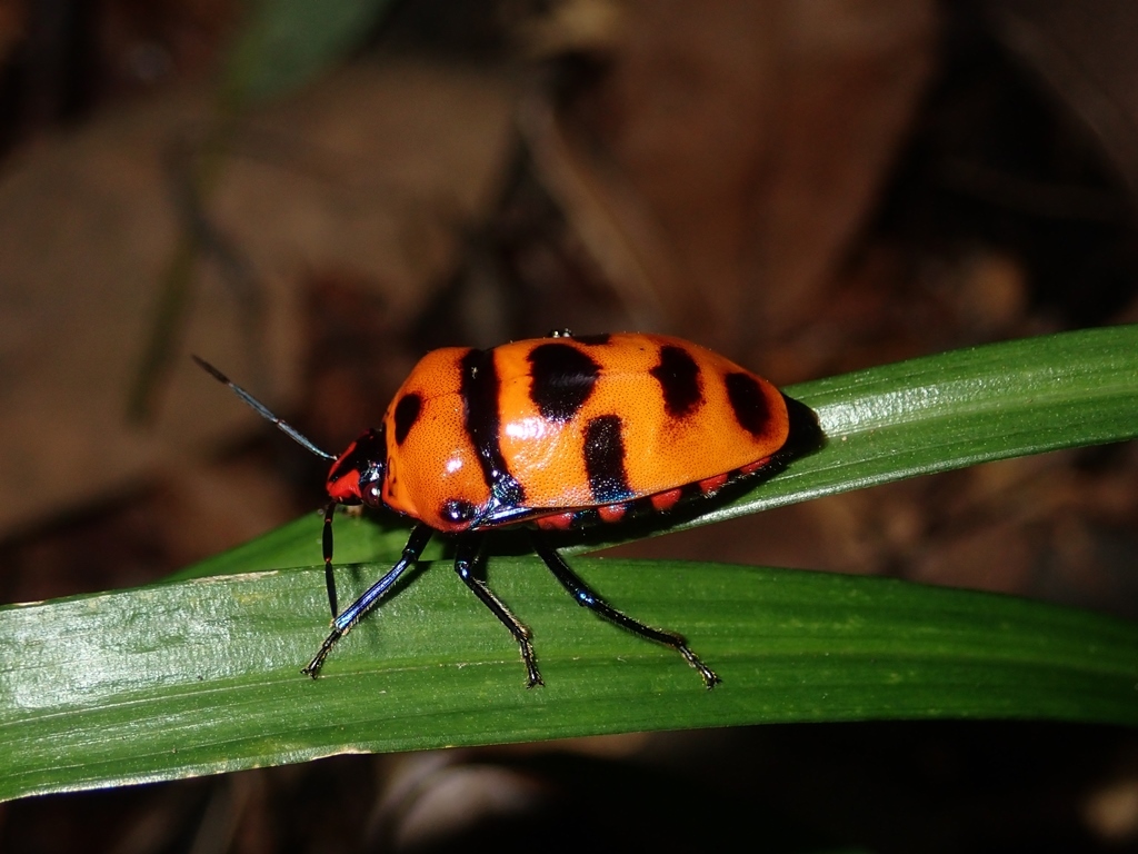 Death Head Bug (Eucorysses grandis) · iNaturalist