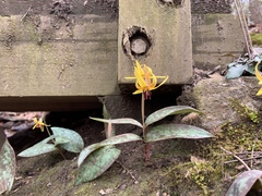 Erythronium umbilicatum