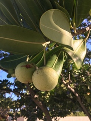 Magnoliopsida