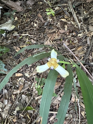 Foto de Lírio Borboleta