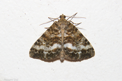 Pseudocoremia lactiflua